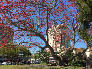 Downtown St. Petersburg - tree outside Museum of Fine Arts