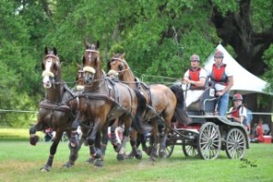 Ocala horse drawn carriage & grandchildren
