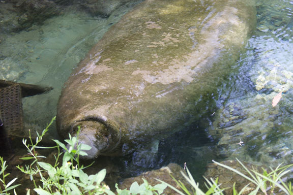 Florida Manatees head for warmer waters