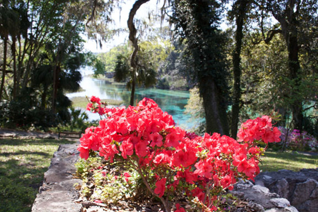 azaleas in bloom