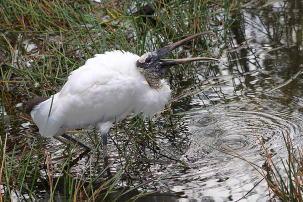 Wood Stork