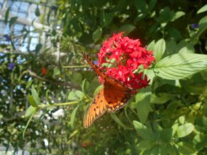 butterfly