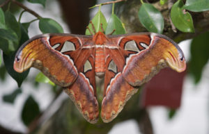 atlas moth