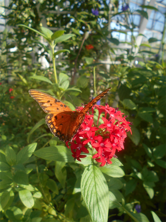 Flutter with the Butterflies in Fort Myers