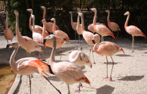 Sunken Gardens flamingos