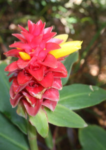 Sunken Gardens flower