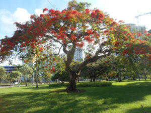 Hollywood, Florida poinciana tree