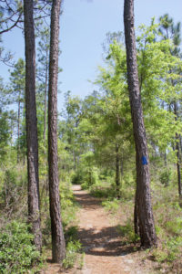 Florida State Parks - Leon Sinks