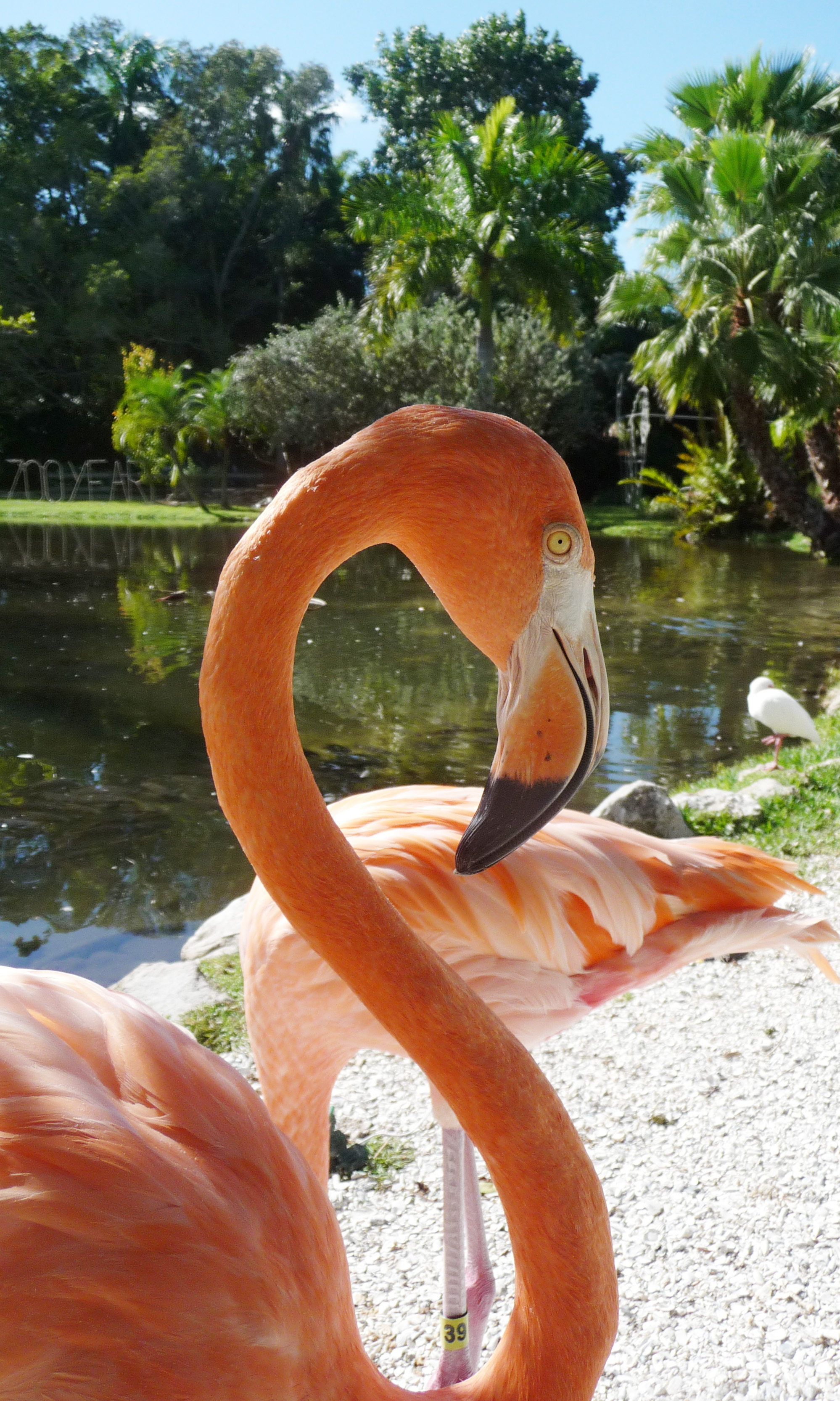 Flamingos Come Home to Roost