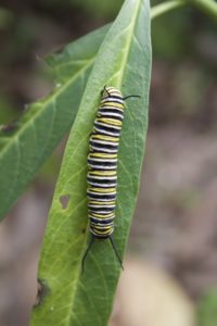 butterfly gardens