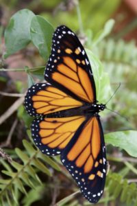 butterfly gardens