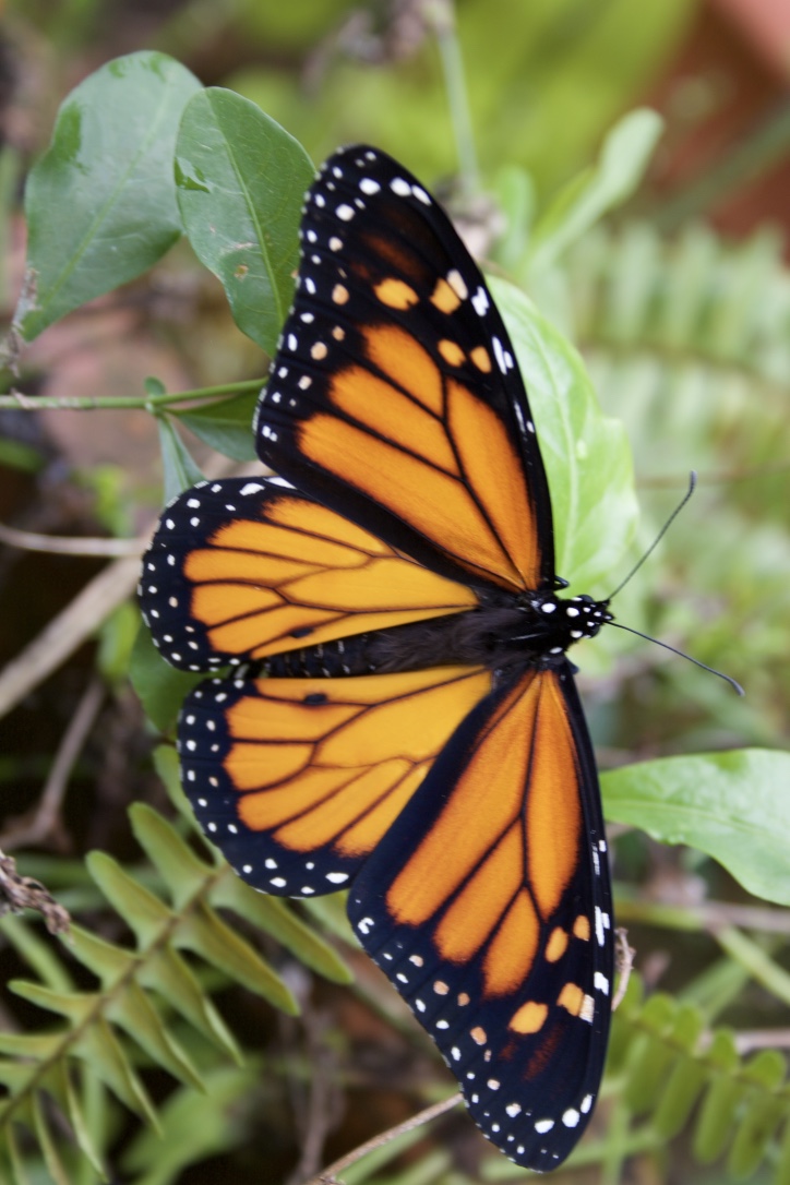 Visiting Florida Butterfly Gardens Could Be Sinful