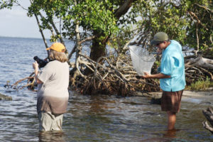 Mangroves