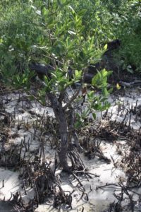 mangroves