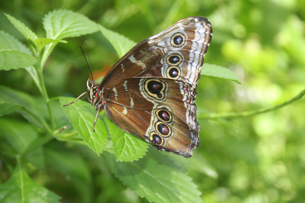 Blue Morpho butterfly with its wings closed at Key West Butterfly & Nature Conservancy