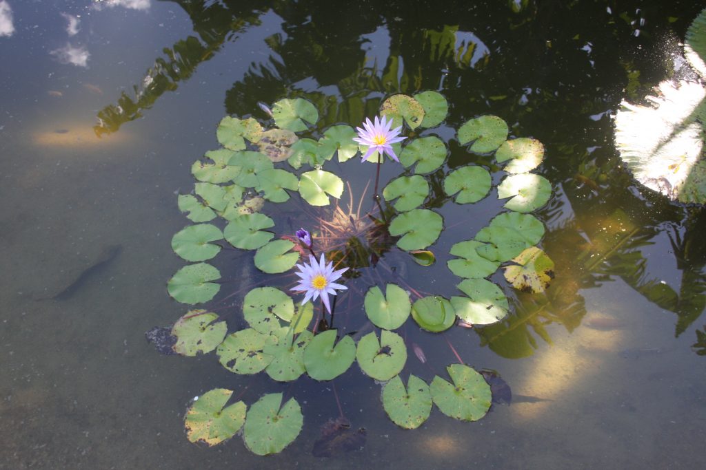 Demonstration gardens like the Fruit and Spice park in Homestead have examples of water gardens