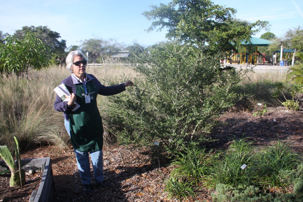 Demonstration gardens like Shamrock Park in Venice are perfect places to learn what plants are Florida friendly
