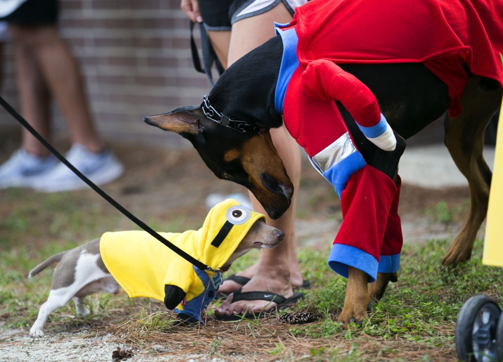 Alan Youngblood took this image of two dogs at a dog meetup
