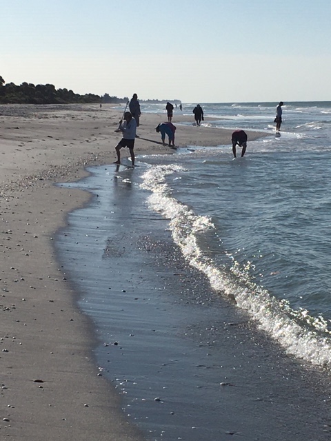 Sharks teeth seekers at Caspersen Beach Park in Venice Florida
