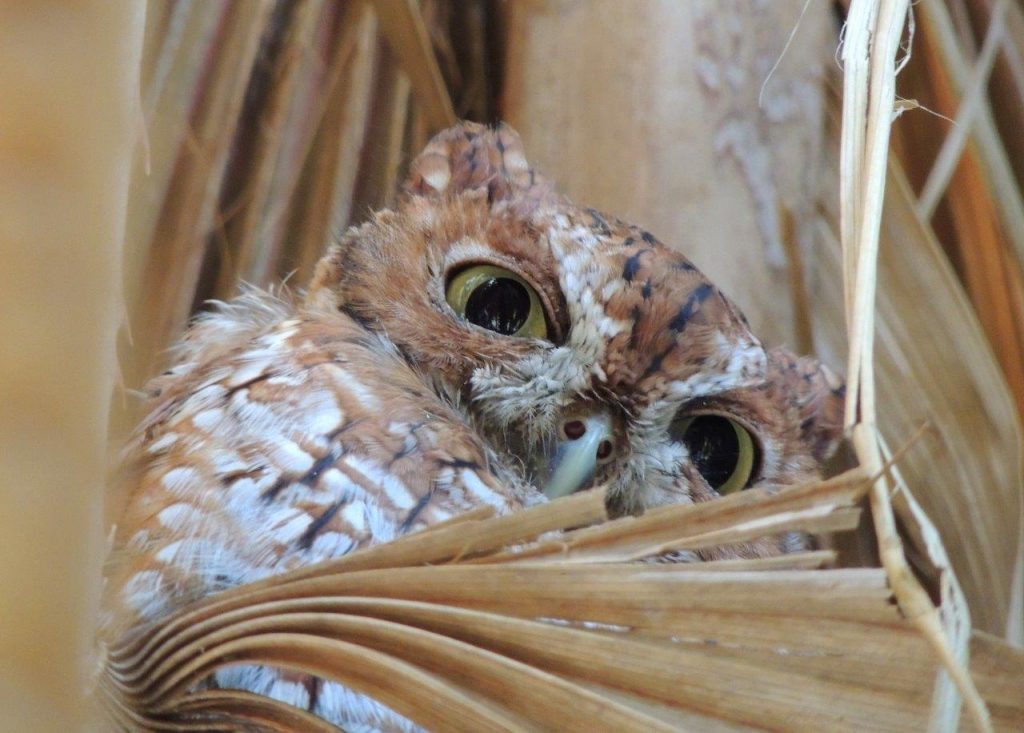 birding is a simple pleasure letting you see things like an owl i a tree
