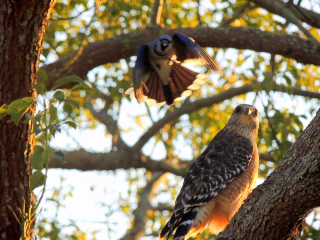 Birding takes your eyes upwards to the hawks in the trees
