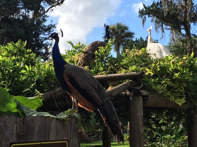 St. Augustine has the Fountain of Youth where peacocks rule the roost
